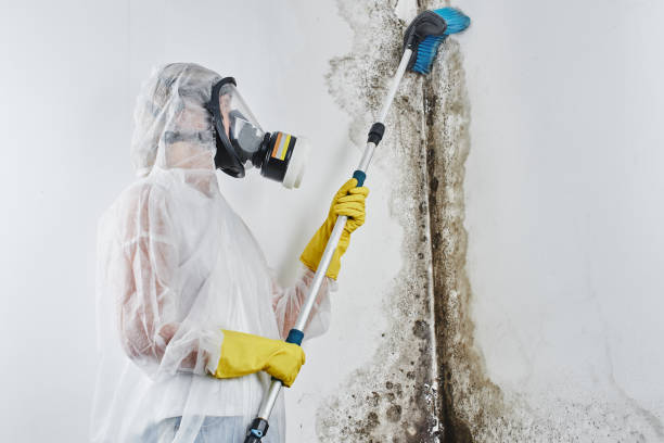 Reliable Mikes, TX Mold Removal Solutions