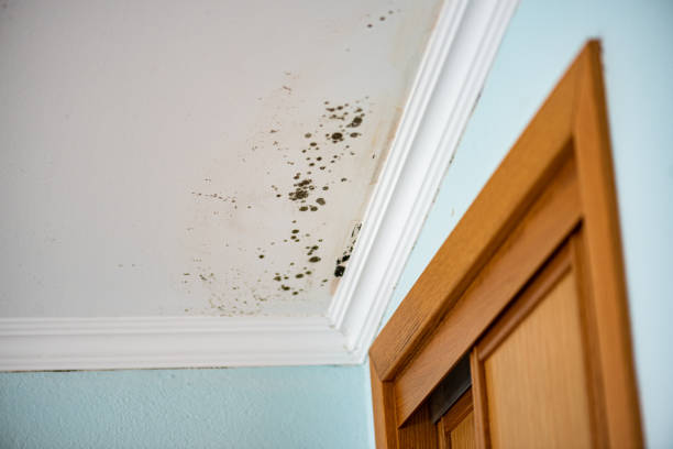 Reliable Mikes, TX Mold Removal Solutions