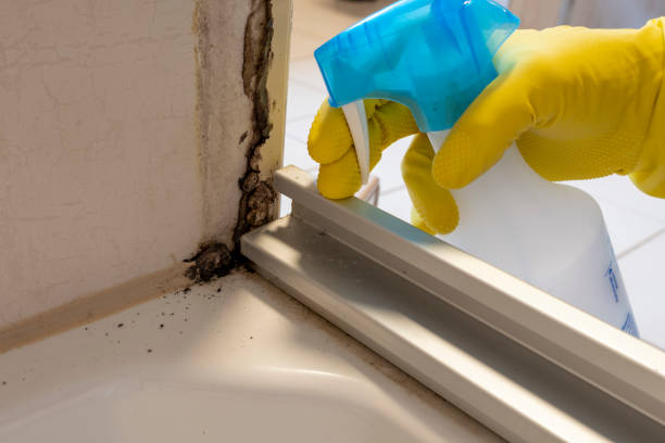Best Same-Day Mold Removal  in Mikes, TX