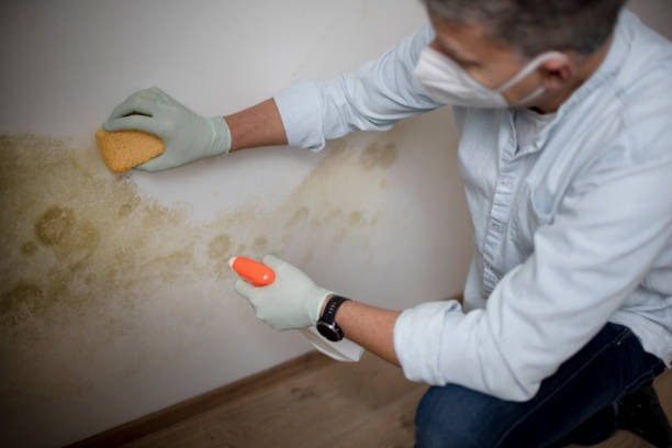 Best Best Mold Removal Companies  in Mikes, TX