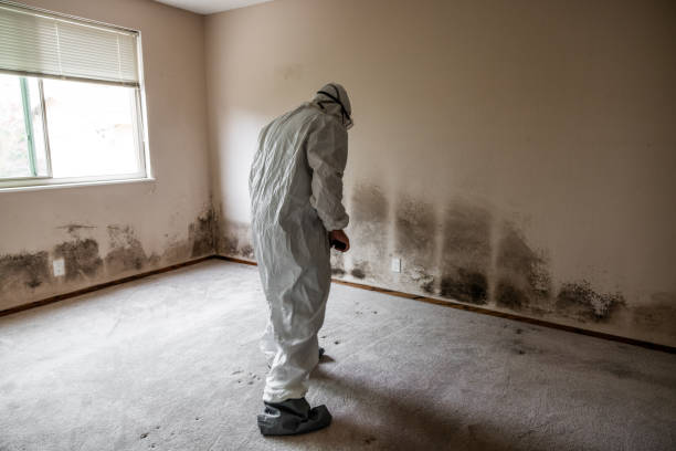 Best Certified Mold Removal  in Mikes, TX